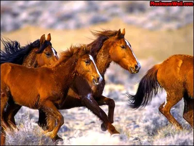 A quelle allure sont ces chevaux ?