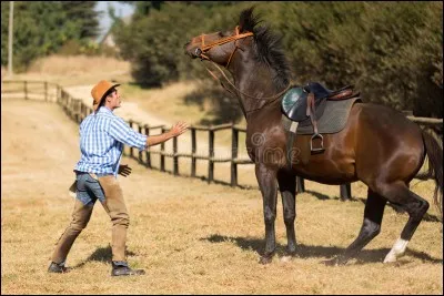 Quel émotion ressent le cheval ?