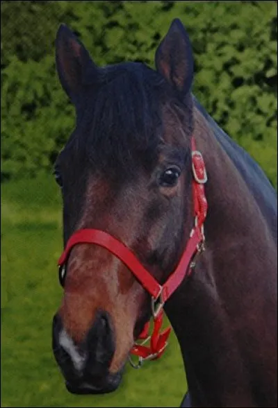 Quelle est la liste du cheval ?