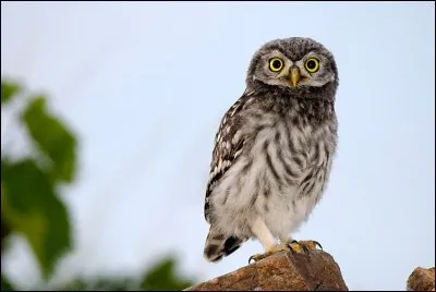La chouette chevêche est l'attribut de ...