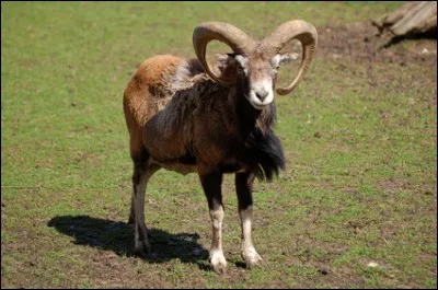 Le bouc est l'attribut de ...