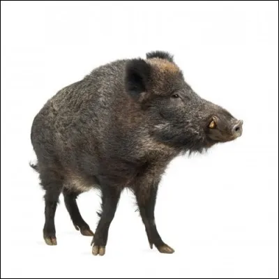 Le sanglier est l'attribut de ...