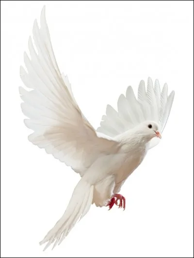 La colombe est l'attribut de ...