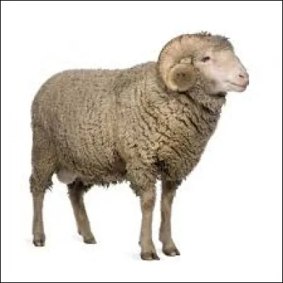 Le bélier est l'attribut de ...