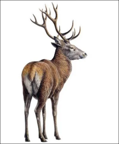 Le cerf est l'attribut de ...