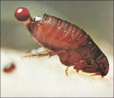 Quelle bande dessinée a été créée par Alain Saint-Ogan ?