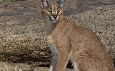 Quiz Felins