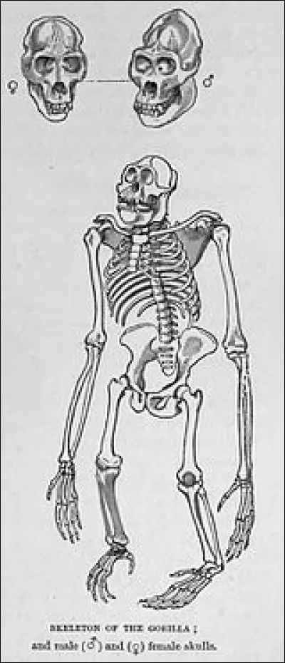 A qui appartient ce squelette ?