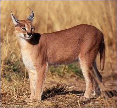 Le caracal a un vue de 5 km à l'horizon !