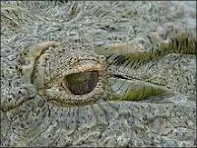 Comment le crocodile piège-t-il sa proie ?