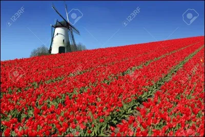 Partie 4 : Culture. Quelle fleur pousse en très grande quantité aux Pays-Bas ?
