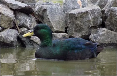Quel est ce canard ?