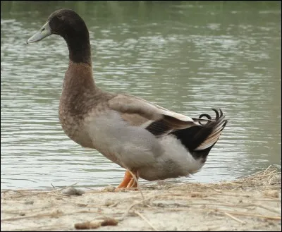 Quel est ce canard ?