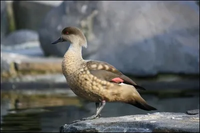 Quel est ce canard ?