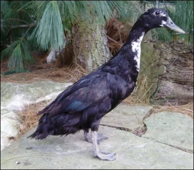 Quel est ce canard ?