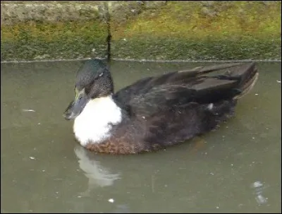 Quel est ce canard?
