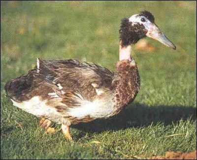 Quel est ce canard ?