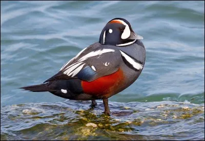 Quel est ce canard ?