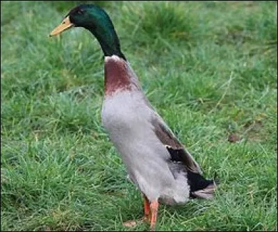 Quel est ce canard ?