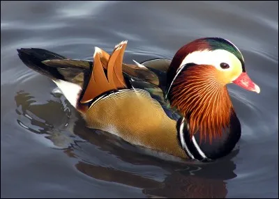 Quel est ce canard ?