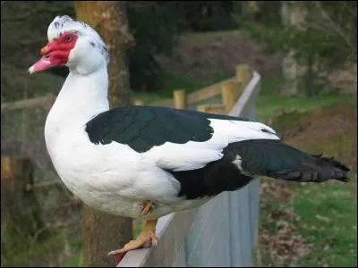 Que est ce canard ?