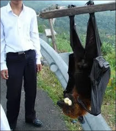 Près de Naples, l'éleveur de chauve-souris produit sa semaine sans penser car il a les plus grosses roussettes de Pompéi.