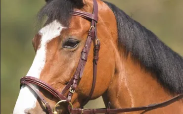 Quiz Galop 2