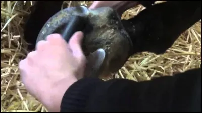 Quelle partie du sabot ne faut-il pas curer ?