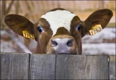 Complétez : a calf, two...