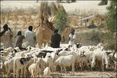 What is the cattle ?