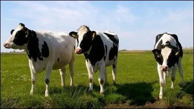 Quel verbe est désigné par "to moo" ?