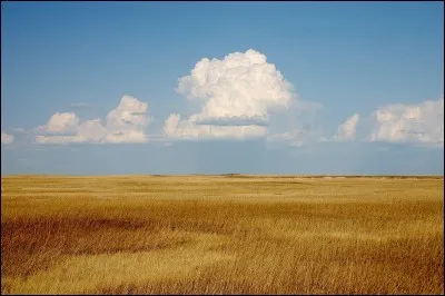 Quels animaux sont dirigés par the shepherd ?