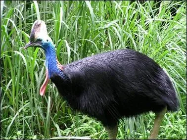 Je suis, tout comme l'oiseau de la question 3, inapte au vol. Je suis nomm Casoar ...