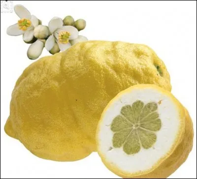 Quel est cet agrume ?