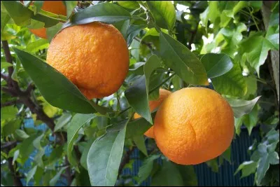 Quel est cet agrume ?