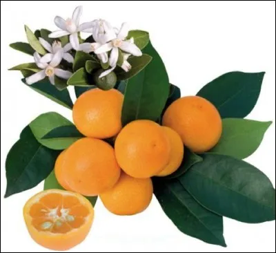 Quel est cet agrume ?