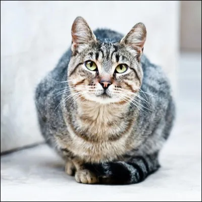 Comment dit-on 'chat' en azéri ?