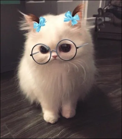 Comment dit-on 'chat' en indonésien ?