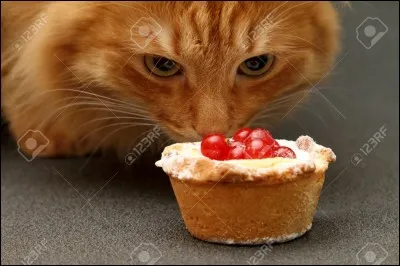 Comment dit-on 'chat' en galicien ?