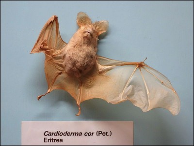 Quelle est cette espèce de chauve-souris ?