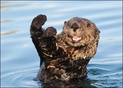 Que veut dire "rider" ?