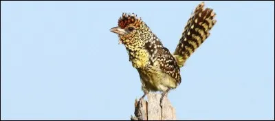 Quel est cet oiseau ?