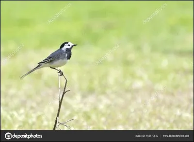 Quel est cet oiseau ?