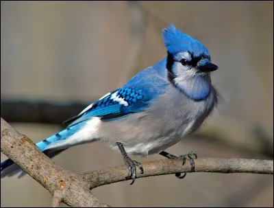 Quel est cet oiseau ?