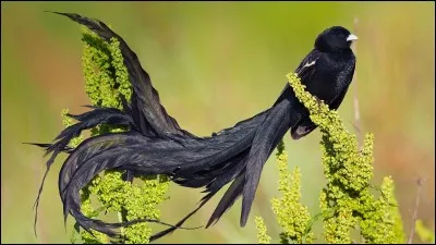 Quel est cet oiseau ?