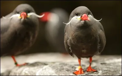 Quel est cet oiseau ?