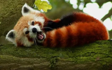 Quiz Animaux