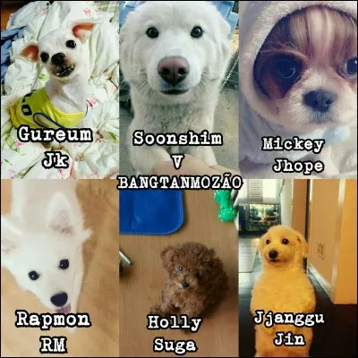 Si tu avais un animal de compagnie, ce serait...