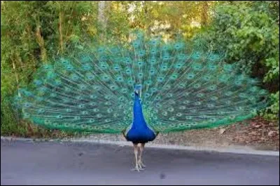 Quel est le nom de cet animal ?