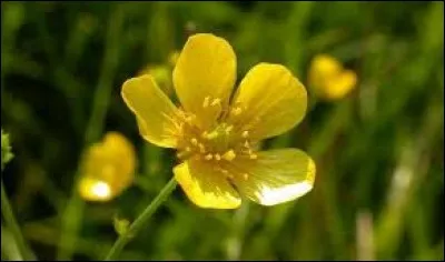 Quel est le nom de cette fleur jaune ?